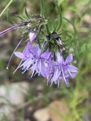 Ipomopsis multiflora