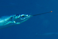 Hemiramphus brasiliensis