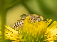 Eutricharaea