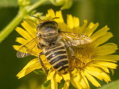 Eutricharaea