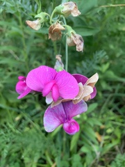 Lathyrus