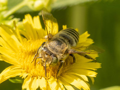 Eutricharaea