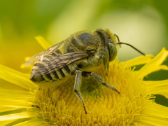 Eutricharaea