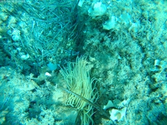 Anemonia viridis