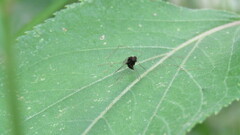 Chrysopilus