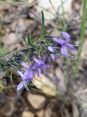 Ipomopsis multiflora