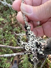 Hypogymnia physodes