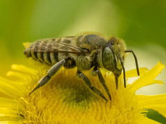 Eutricharaea