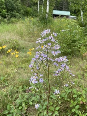 Symphyotrichum ciliolatum