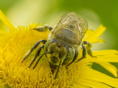 Eutricharaea