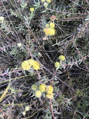 Leucospermum prostratum