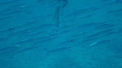 Hemiramphus brasiliensis