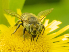 Eutricharaea