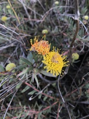 Leucospermum prostratum