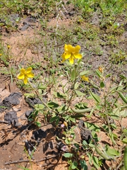Senna bauhinioides