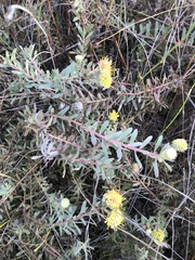 Leucospermum prostratum