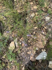 Ipomopsis multiflora