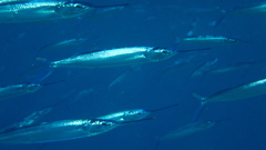 Hemiramphus brasiliensis