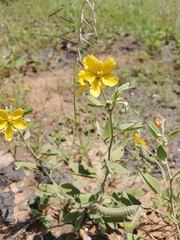 Senna bauhinioides