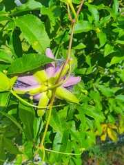 Passiflora incarnata × cincinnata