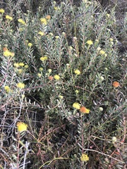 Leucospermum prostratum