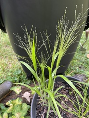 Panicum