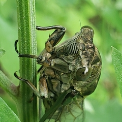 Neotibicen canicularis