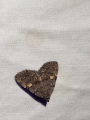 Idia diminuendis
