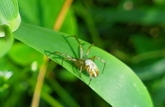 Mangora