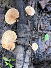 Microporellus