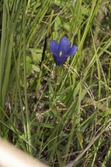 Gentiana pneumonanthe