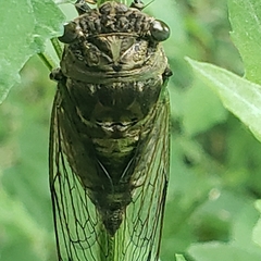 Neotibicen canicularis