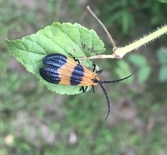 Calopteron terminale