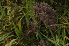 Valeriana officinalis