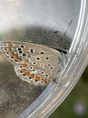 Polyommatus icarus