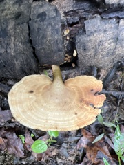 Microporellus