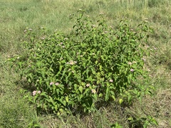 Lantana × strigocamara