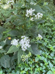 Ageratina
