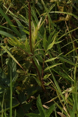 Valeriana officinalis