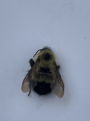 Bombus vagans