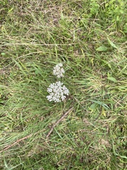 Daucus