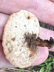 Microporellus