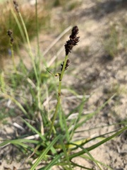 Carex bigelowii arctisibirica