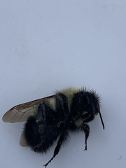 Bombus vagans