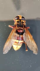 Milesia crabroniformis