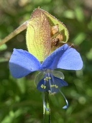 Commelina dianthifolia