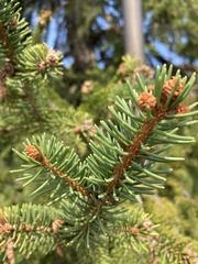 Picea abies