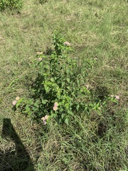 Lantana × strigocamara
