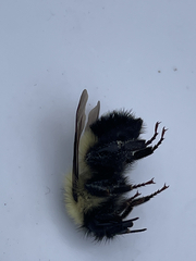 Bombus vagans