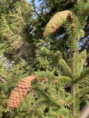 Picea abies